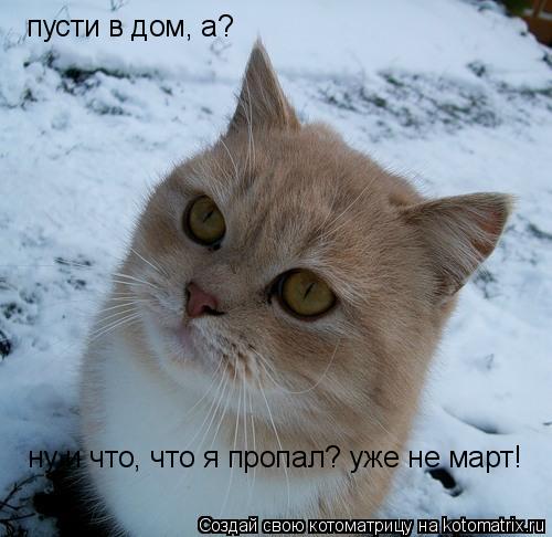 Котоматрица: пусти в дом, а? ну и что, что я пропал? уже не март!