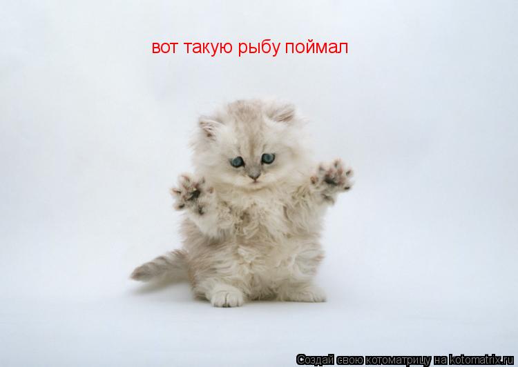 Котоматрица: вот такую рыбу поймал