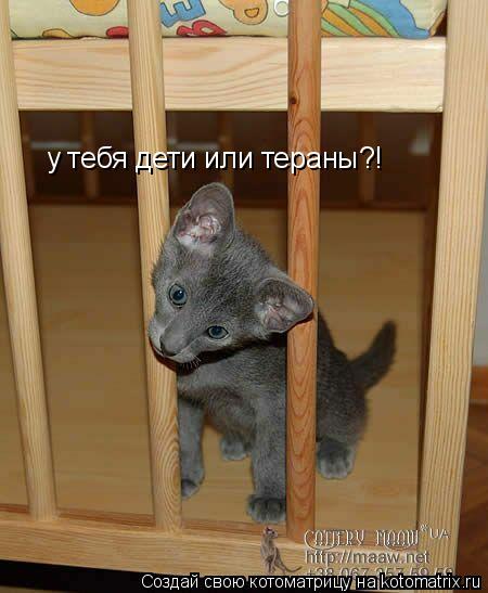 Котоматрица: у тебя дети или тераны?!