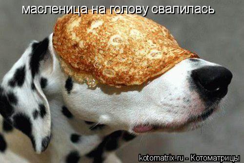 Котоматрица: масленица на голову свалилась масленица на голову свалилась