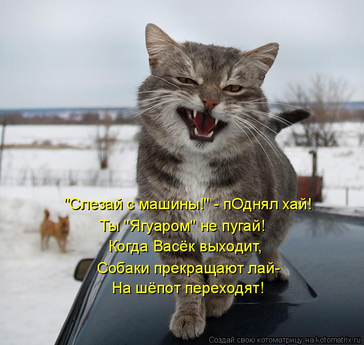 "Слезай с машины!" - пОднял хай! Ты "Ягуаром" не пугай! Когда Васёк выходит, Собаки прекращают лай- Н... Котоматрица: "Слезай с машины!" - пОднял хай! Ты "Ягуаром" не пугай! Когда Васёк выходит, Собаки прекращают лай- На шёпот переходят!