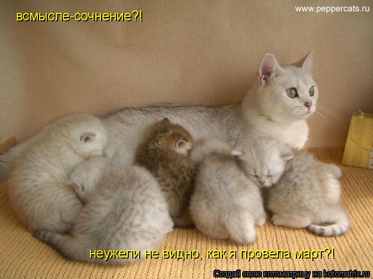 Котоматрица: всмысле-сочнение?! неужели не видно, как я провела март?!
