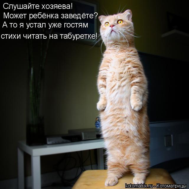 Котоматрица: Слушайте хозяева! Может ребёнка заведёте? А то я устал уже гостям стихи читать на табуретке!