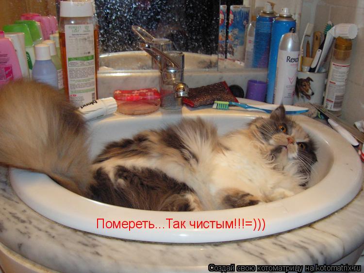 Котоматрица: Помереть...Так чистым!!!=)))