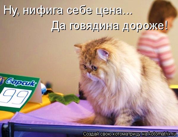 Котоматрица: Ну, нифига себе цена...  Да говядина дороже!
