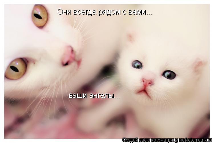 Они всегда рядом с вами... ваши ангелы...... Котоматрица: Они всегда рядом с вами... ваши ангелы...