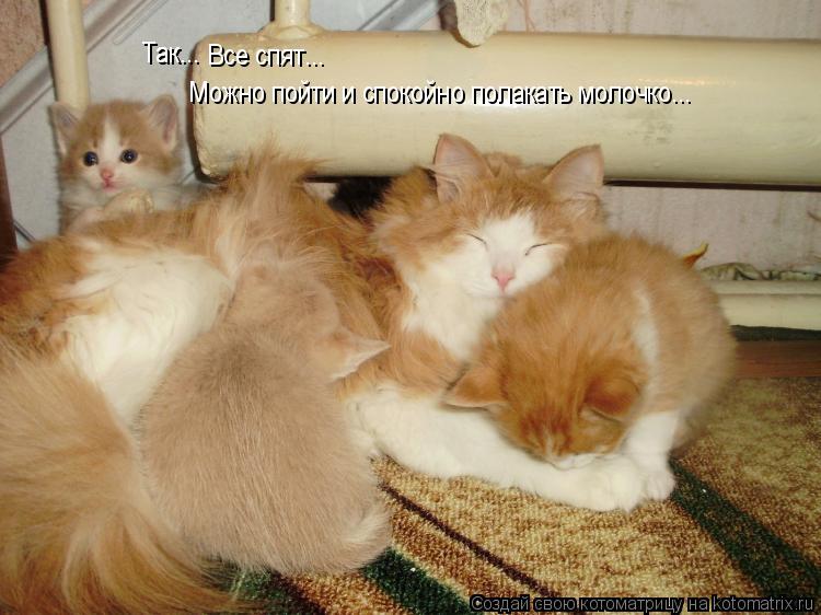 Так... Так... Все спят... Можно пойти и спокойно полакать молочко...... Котоматрица: Так... Так... Все спят... Можно пойти и спокойно полакать молочко...