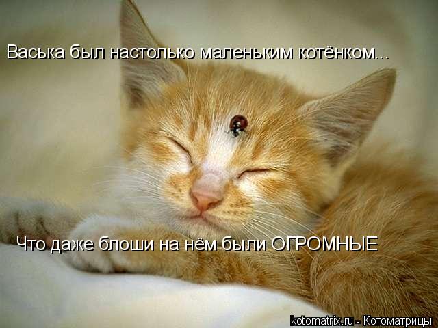 Васька был настолько маленьким котёнком... Что даже блоши на нём были ОГРОМНЫЕ... Котоматрица: Васька был настолько маленьким котёнком... Что даже блоши на нём были ОГРОМНЫЕ