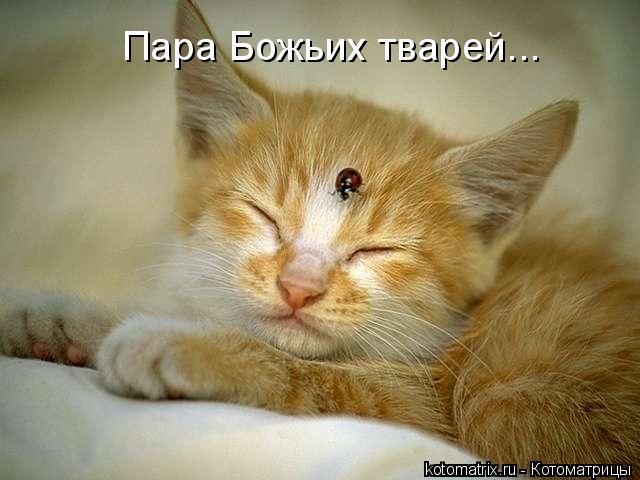 Пара Божьих тварей...... Котоматрица: Пара Божьих тварей...