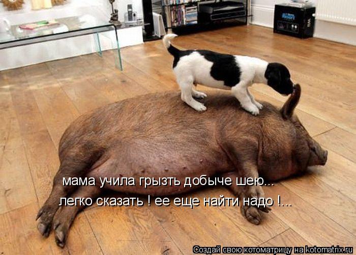 мама учила грызть добыче шею... легко сказать ! ее еще найти надо !...... Котоматрица: мама учила грызть добыче шею... легко сказать ! ее еще найти надо !...