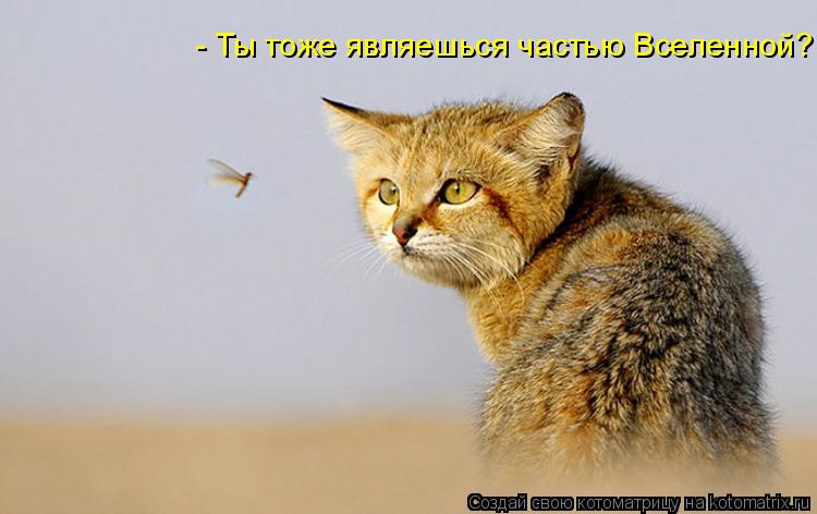 - Ты тоже являешься частью Вселенной?... Котоматрица: - Ты тоже являешься частью Вселенной?