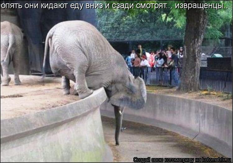 опять они кидают еду вниз и сзади смотрят... извращенцы..... Котоматрица: опять они кидают еду вниз и сзади смотрят... извращенцы..