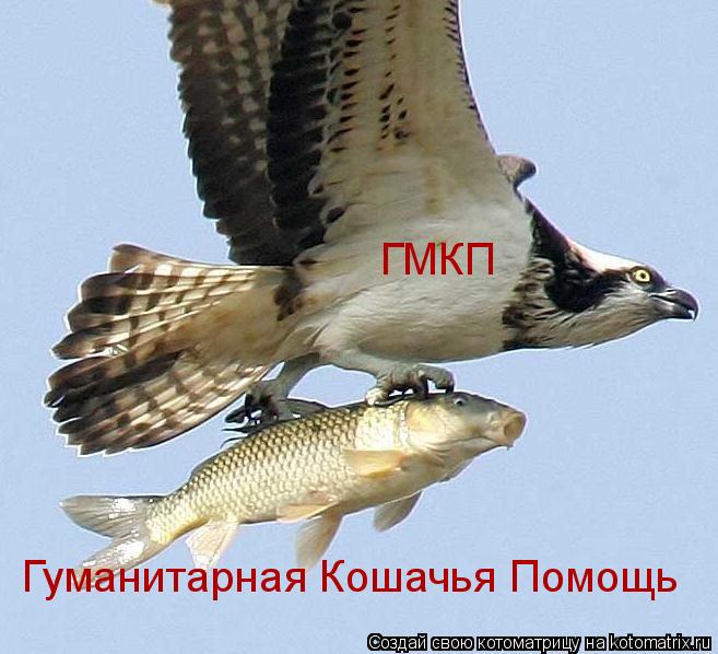 ГМКП Гуманитарная Кошачья Помощь... Котоматрица: ГМКП Гуманитарная Кошачья Помощь