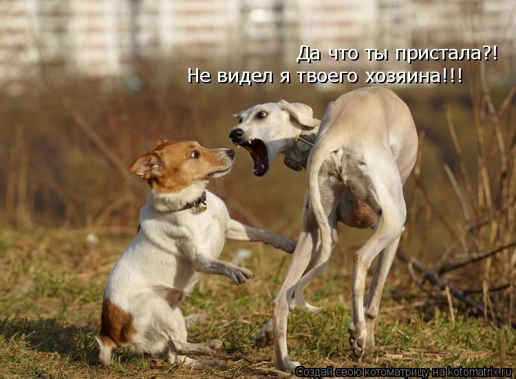 Да что ты пристала?! Не видел я твоего хозяина!!!... Котоматрица: Да что ты пристала?! Не видел я твоего хозяина!!!