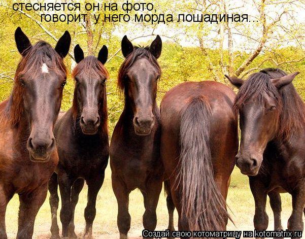 стесняется он на фото, говорит, у него морда лошадиная...... Котоматрица: стесняется он на фото, говорит, у него морда лошадиная...