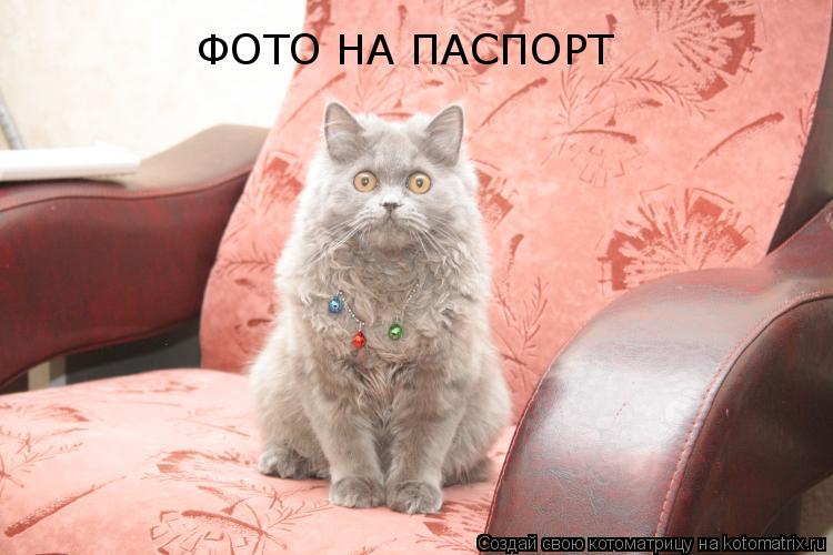 ФОТО НА ПАСПОРТ... Котоматрица: ФОТО НА ПАСПОРТ