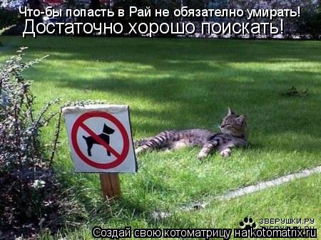 Что-бы попасть в Рай не обязателно умирать! Достаточно хорошо поискать!... Котоматрица: Что-бы попасть в Рай не обязателно умирать! Достаточно хорошо поискать!