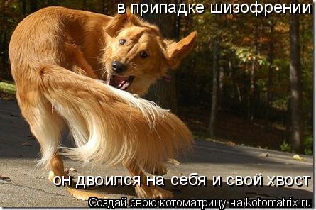 в припадке шизофрении он двоился на себя и свой хвост... Котоматрица: в припадке шизофрении он двоился на себя и свой хвост