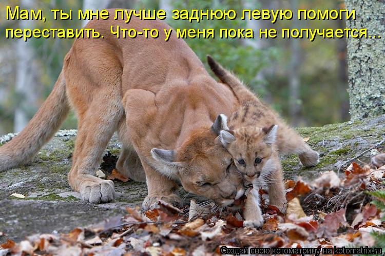 Мам, ты мне лучше заднюю левую помоги переставить. Что-то у меня пока не получается...... Котоматрица: Мам, ты мне лучше заднюю левую помоги переставить. Что-то у меня пока не получается...