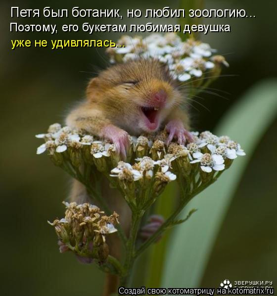 Петя был ботаник, но любил зоологию... Поэтому, его букетам любимая девушка уже не удивлялась...... Котоматрица: Петя был ботаник, но любил зоологию... Поэтому, его букетам любимая девушка уже не удивлялась...
