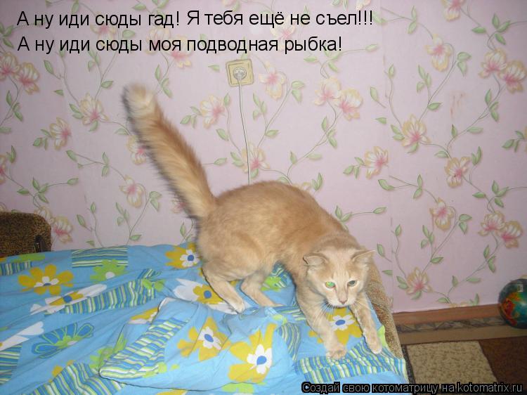 А ну иди сюды гад! Я тебя ещё не съел!!! А ну иди сюды моя подводная рыбка!... Котоматрица: А ну иди сюды гад! Я тебя ещё не съел!!! А ну иди сюды моя подводная рыбка!