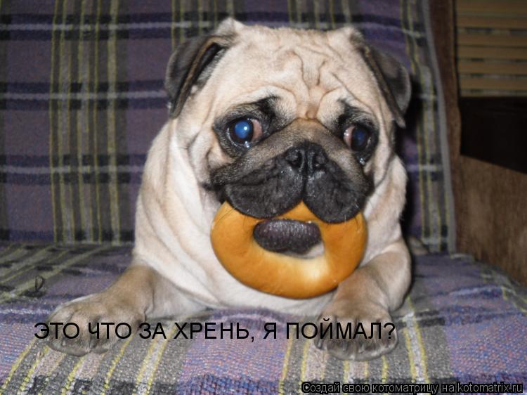 ЭТО ЧТО ЗА ХРЕНЬ, Я ПОЙМАЛ?... Котоматрица: ЭТО ЧТО ЗА ХРЕНЬ, Я ПОЙМАЛ?