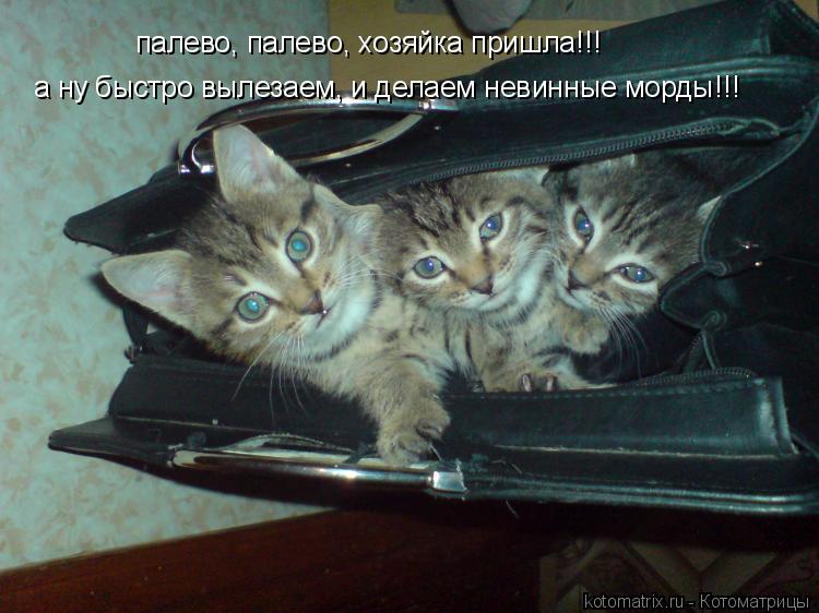 палево, палево, хозяйка пришла!!! а ну быстро вылезаем, и делаем невинные морды!!!... Котоматрица: палево, палево, хозяйка пришла!!! а ну быстро вылезаем, и делаем невинные морды!!!