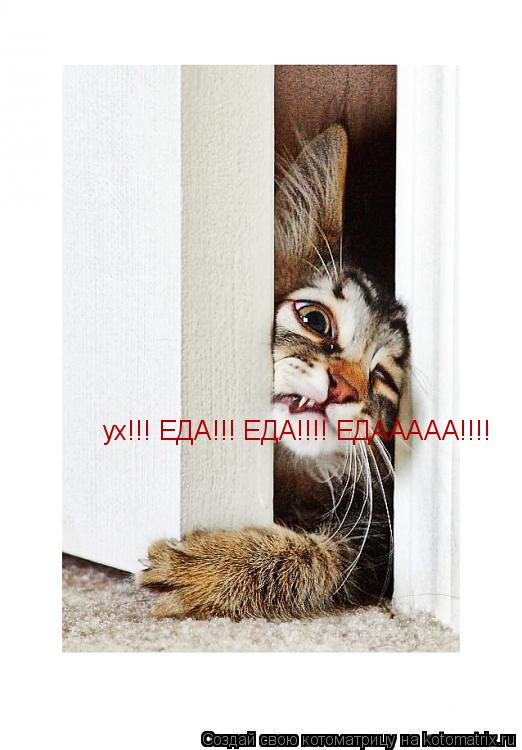 ух!!! ЕДА!!! ЕДА!!!! ЕДААААА!!!!... Котоматрица: ух!!! ЕДА!!! ЕДА!!!! ЕДААААА!!!!