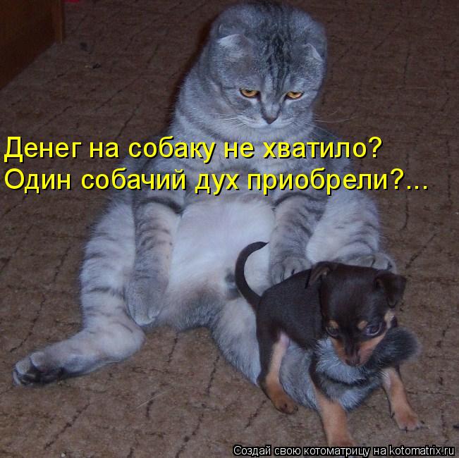 Денег на собаку не хватило? Один собачий дух приобрели?...... Котоматрица: Денег на собаку не хватило? Один собачий дух приобрели?...