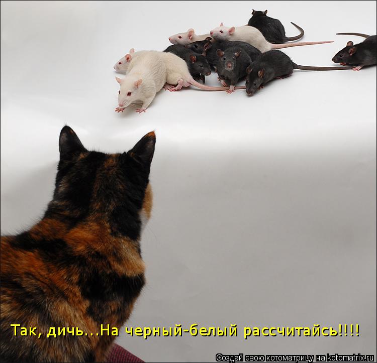Котоматрица: Так, дичь...На черный-белый рассчитайсь!!!!