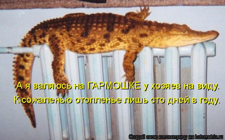 А я валяюсь на ГАРМОШКЕ у хозяев на виду. К сожаленью отопленье лишь сто дней в году.... Котоматрица: А я валяюсь на ГАРМОШКЕ у хозяев на виду. К сожаленью отопленье лишь сто дней в году.