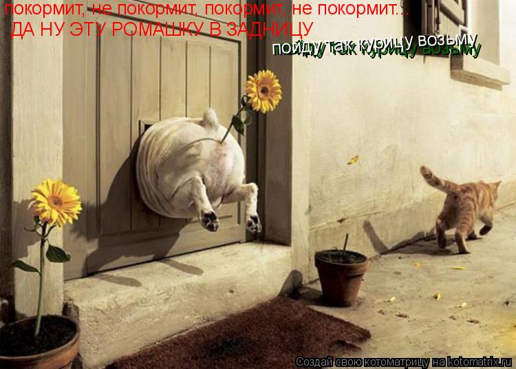 покормит, не покормит, покормит, не покормит... ДА НУ ЭТУ РОМАШКУ В ЗАДНИЦУ пойду так курицу возьму ... Котоматрица: покормит, не покормит, покормит, не покормит... ДА НУ ЭТУ РОМАШКУ В ЗАДНИЦУ пойду так курицу возьму пойду так курицу возьму