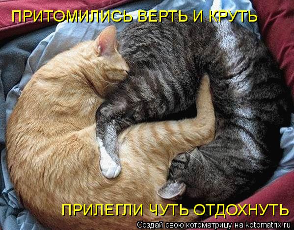 Котоматрица: ПРИТОМИЛИСЬ ВЕРТЬ И КРУТЬ ПРИЛЕГЛИ ЧУТЬ ОТДОХНУТЬ