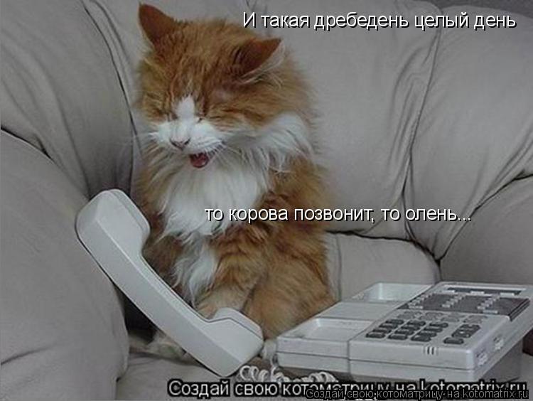 Котоматрица: И такая дребедень целый день  то корова позвонит, то олень...