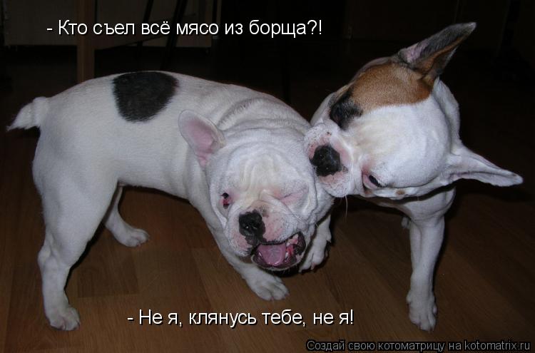Котоматрица: - Кто съел всё мясо из борща?! - Не я, клянусь тебе, не я!