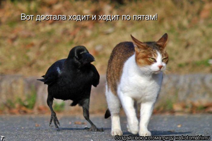 Котоматрица: Вот достала ходит и ходит по пятам!