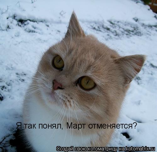 Котоматрица: Я так понял, Март отменяется?
