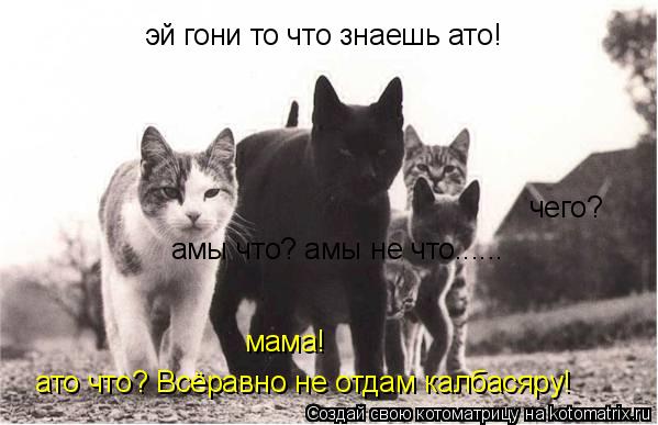 Котоматрица: эй гони то что знаешь ато! ато что? Всёравно не отдам калбасяру! чего? мама! амы что? амы не что......