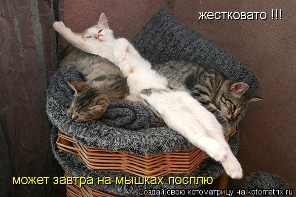 Котоматрица: жестковато !!! может завтра на мышках посплю