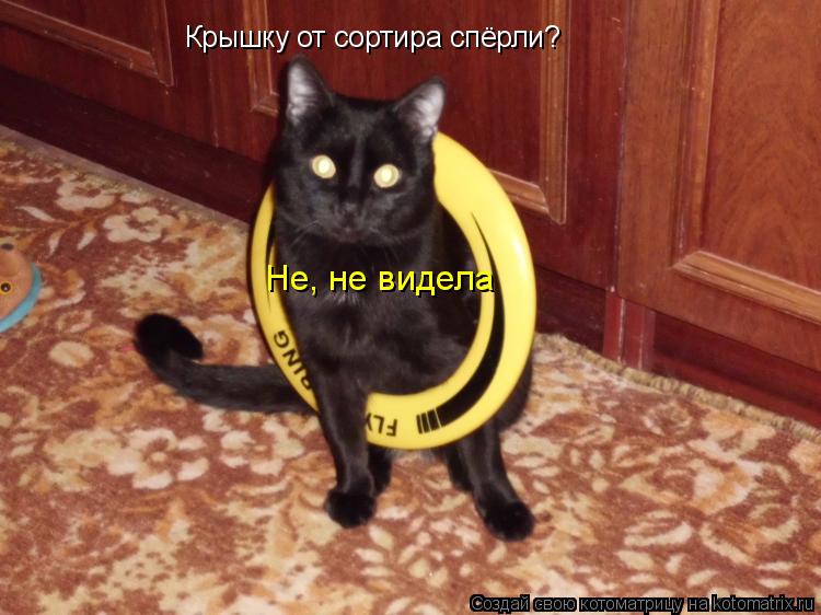 Котоматрица: Крышку от сортира спёрли? Не, не видела