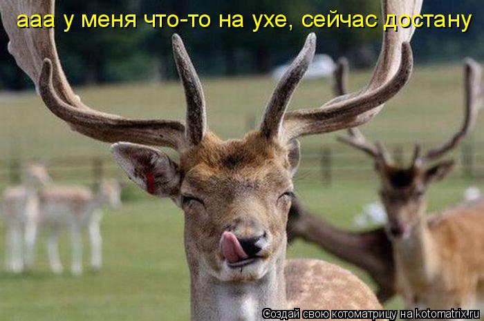 Котоматрица: ааа у меня что-то на ухе, сейчас достану