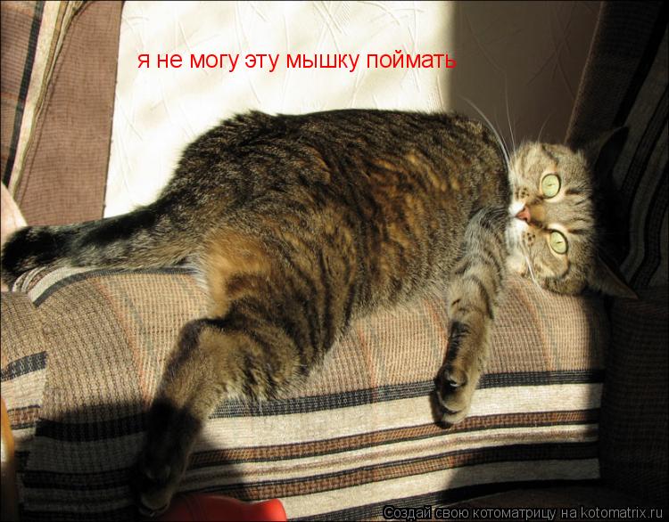 Котоматрица: я не могу эту мышку поймать