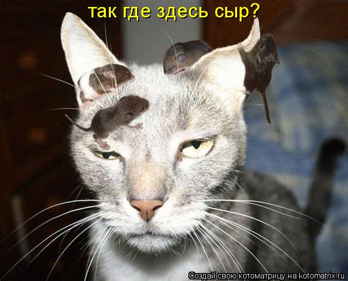Котоматрица: так где здесь сыр?