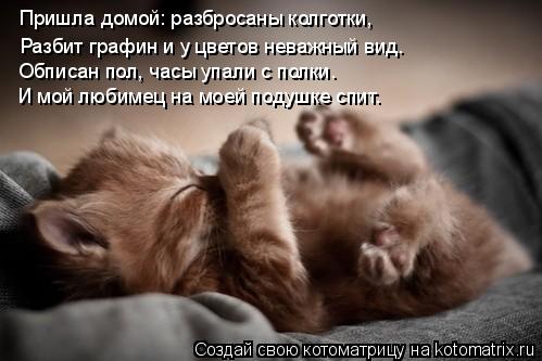 Пришла домой: разбросаны колготки, Разбит графин и у цветов неважный вид. Обписан пол, часы упали с п... Котоматрица: Пришла домой: разбросаны колготки, Разбит графин и у цветов неважный вид. Обписан пол, часы упали с полки. И мой любимец на моей подушке спит.