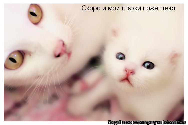 Котоматрица: Скоро и мои глазки пожелтеют