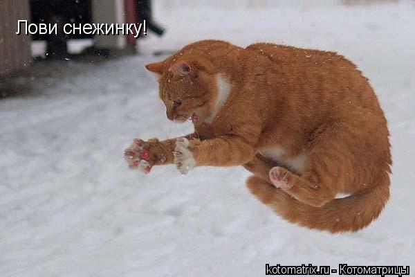 Котоматрица: Лови снежинку!