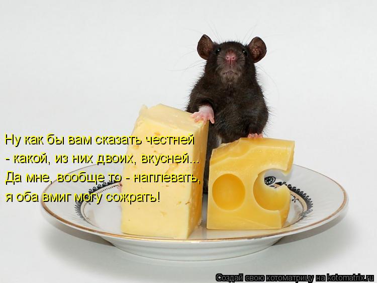 Ну как бы вам сказать честней - какой, из них двоих, вкусней... Да мне, вообще то - наплевать, я об... Котоматрица: Ну как бы вам сказать честней - какой, из них двоих, вкусней... Да мне, вообще то - наплевать, я оба вмиг могу сожрать!
