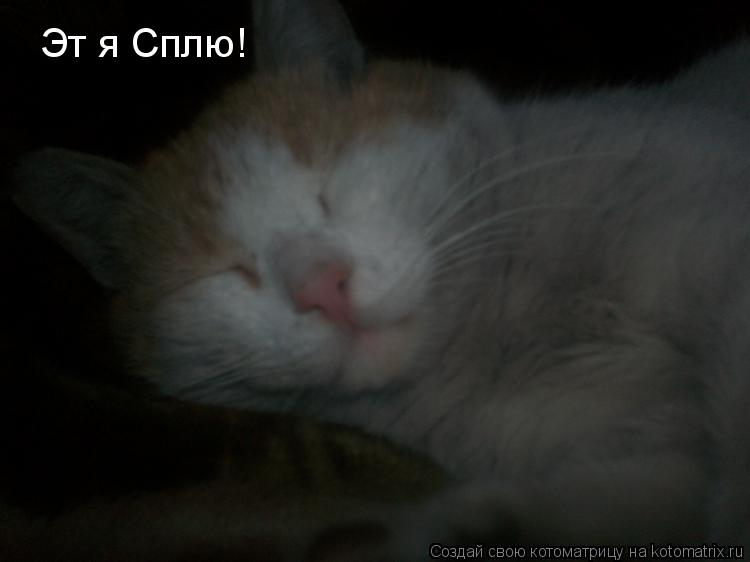 Котоматрица: Эт я Сплю!