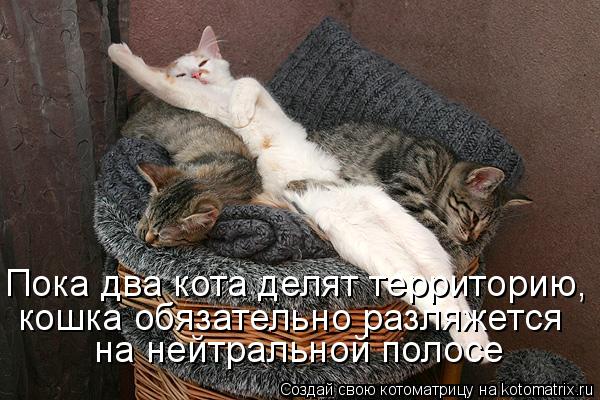 Пока два кота делят территорию, кошка обязательно разляжется на нейтральной полосе... Котоматрица: Пока два кота делят территорию, кошка обязательно разляжется на нейтральной полосе