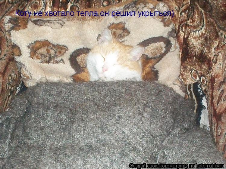 Котоматрица: Коту не хвотало тепла,он решил укрыться).
